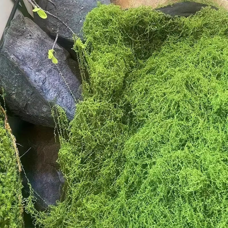 Lifelike Evergreen Artificial  – Sphagnum Moss Dry Bewertung und Preis