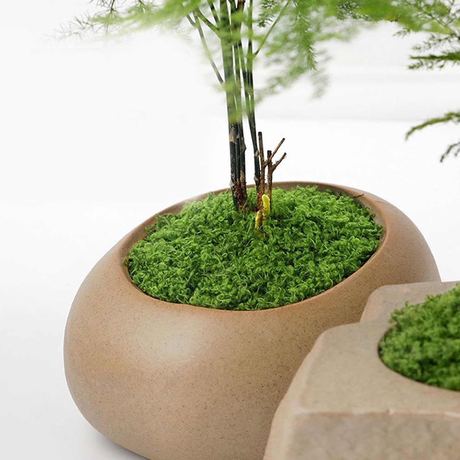 50/200g Artificial Moss For De – Sphagnum Moss Dry Bewertung und Preis