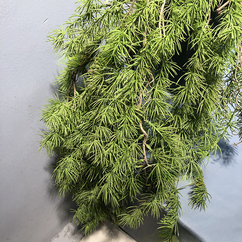 New Pine Needle Vine Wall Hang – Sphagnum Moss Dry Bewertung und Preis