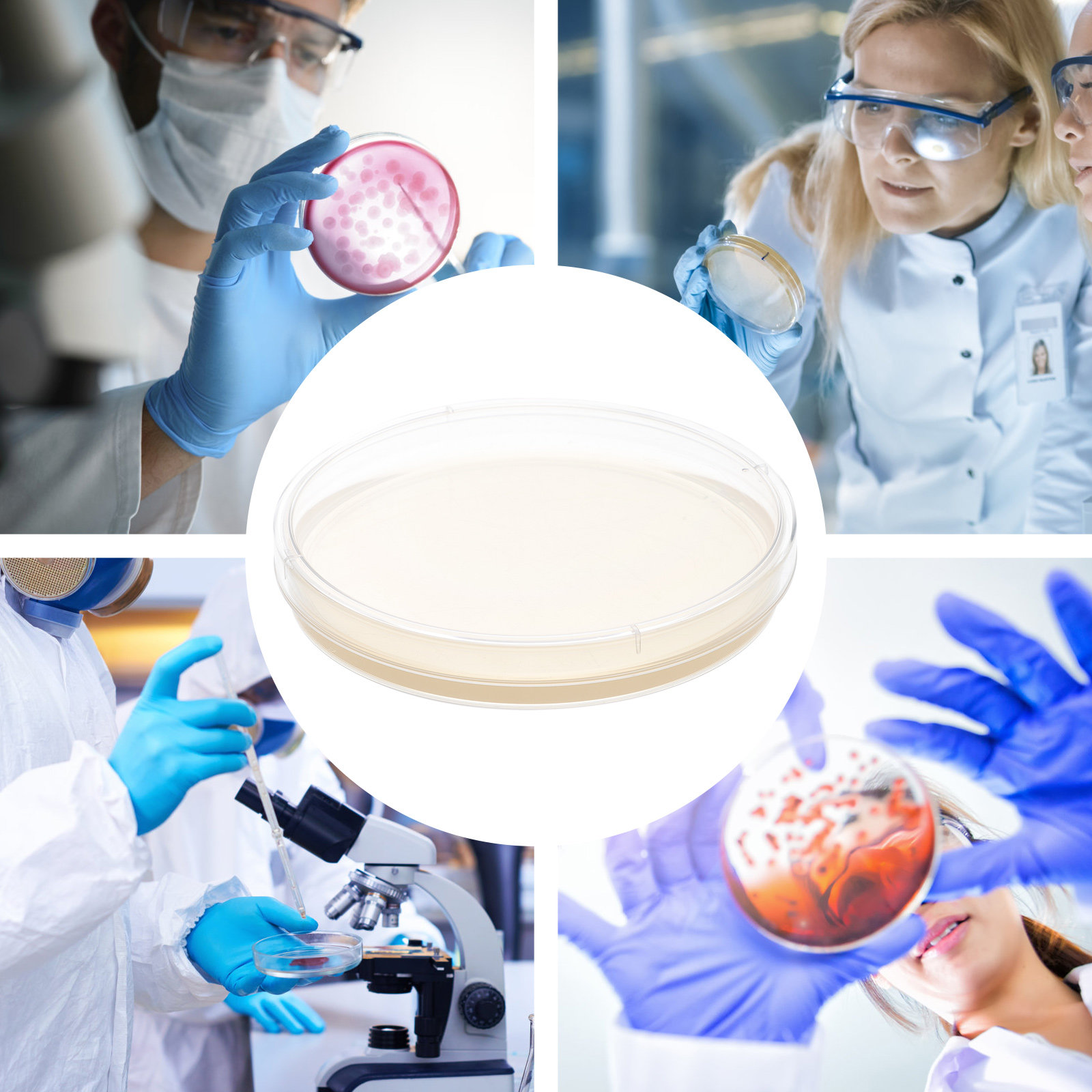 10pcs Nutrient Agar Plates Pre – Agar Tissue Culture Bewertung und Preis