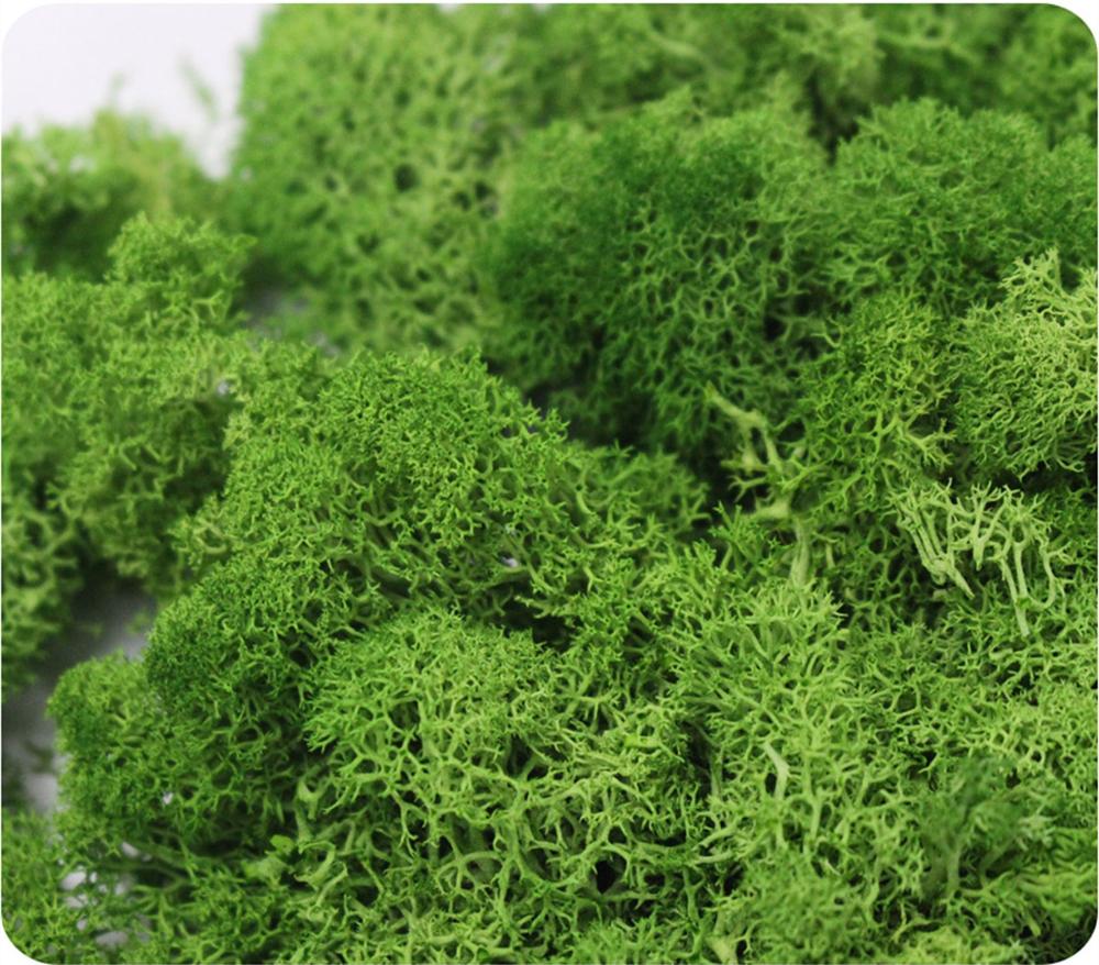 Artificial Plant Eternal Life  – Sphagnum Moss Dry Bewertung und Preis